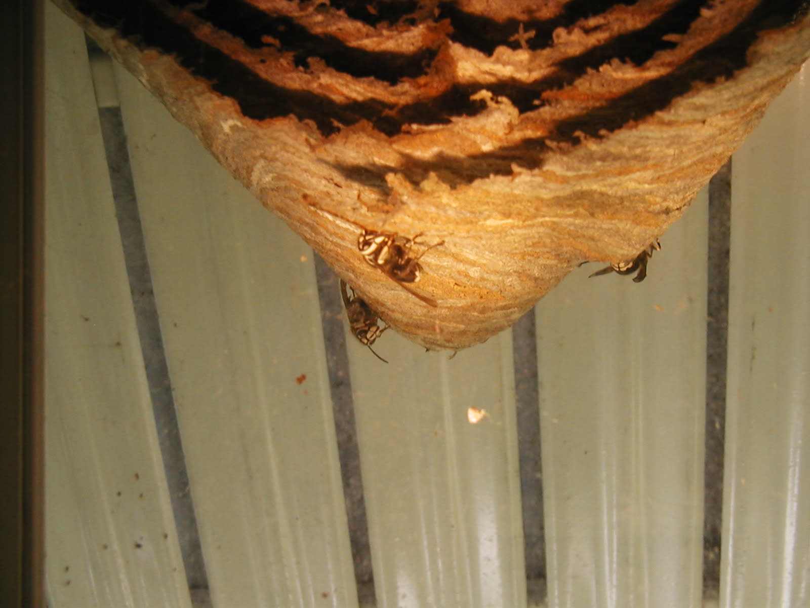 Adkins Bee Removal Wasp Identification Chart